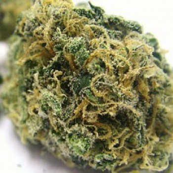 Kosher Kush (Reserva Privada)